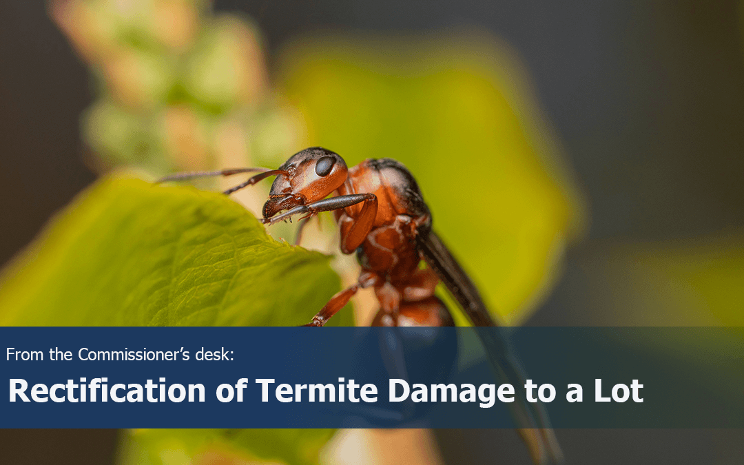 Rectification of Termite Damage to a Lot