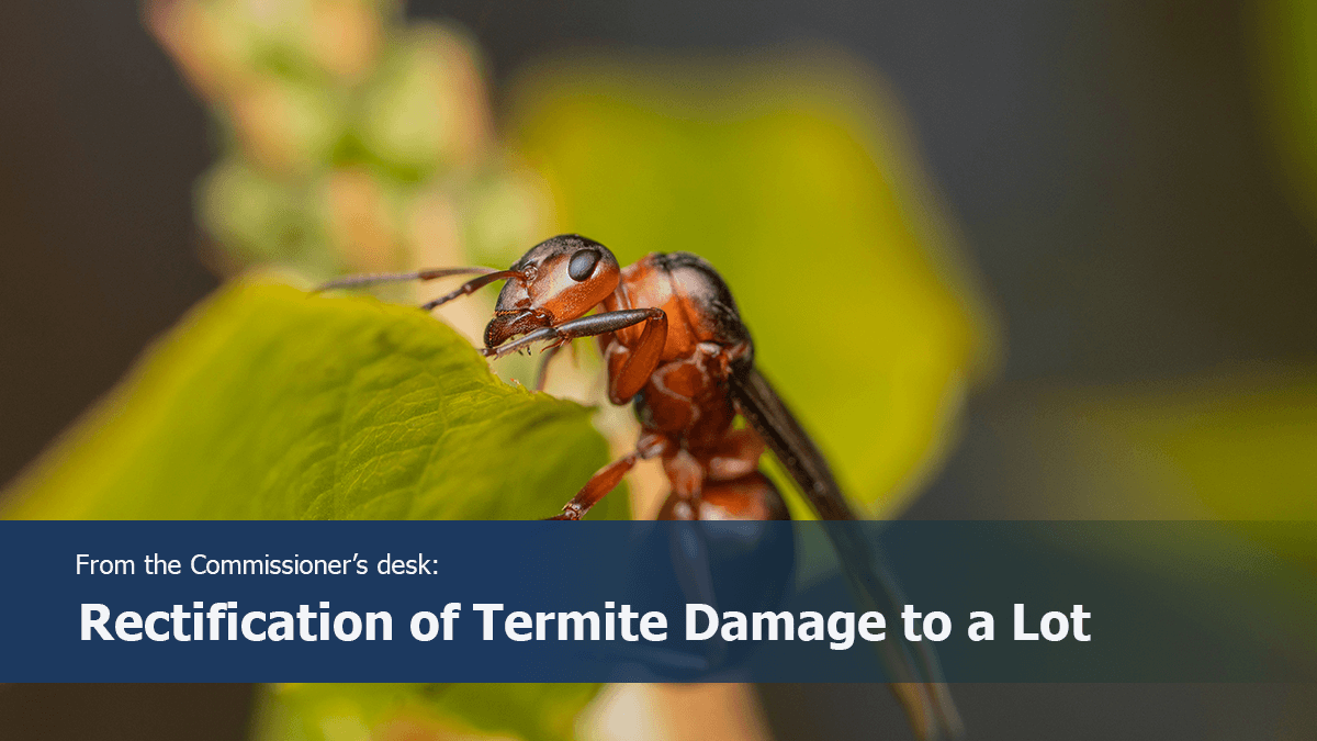 Rectification of Termite Damage to a Lot